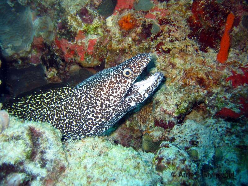 2006 Barracuda reef-Sabaloss(6).jpg